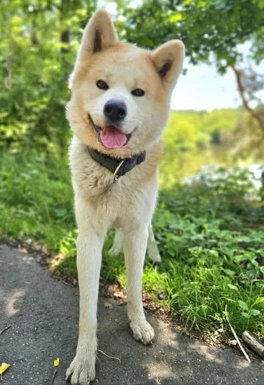 Akita Inu Hachi, Mixed Breed for adoption at Tierheim Schkortitz, Grimma