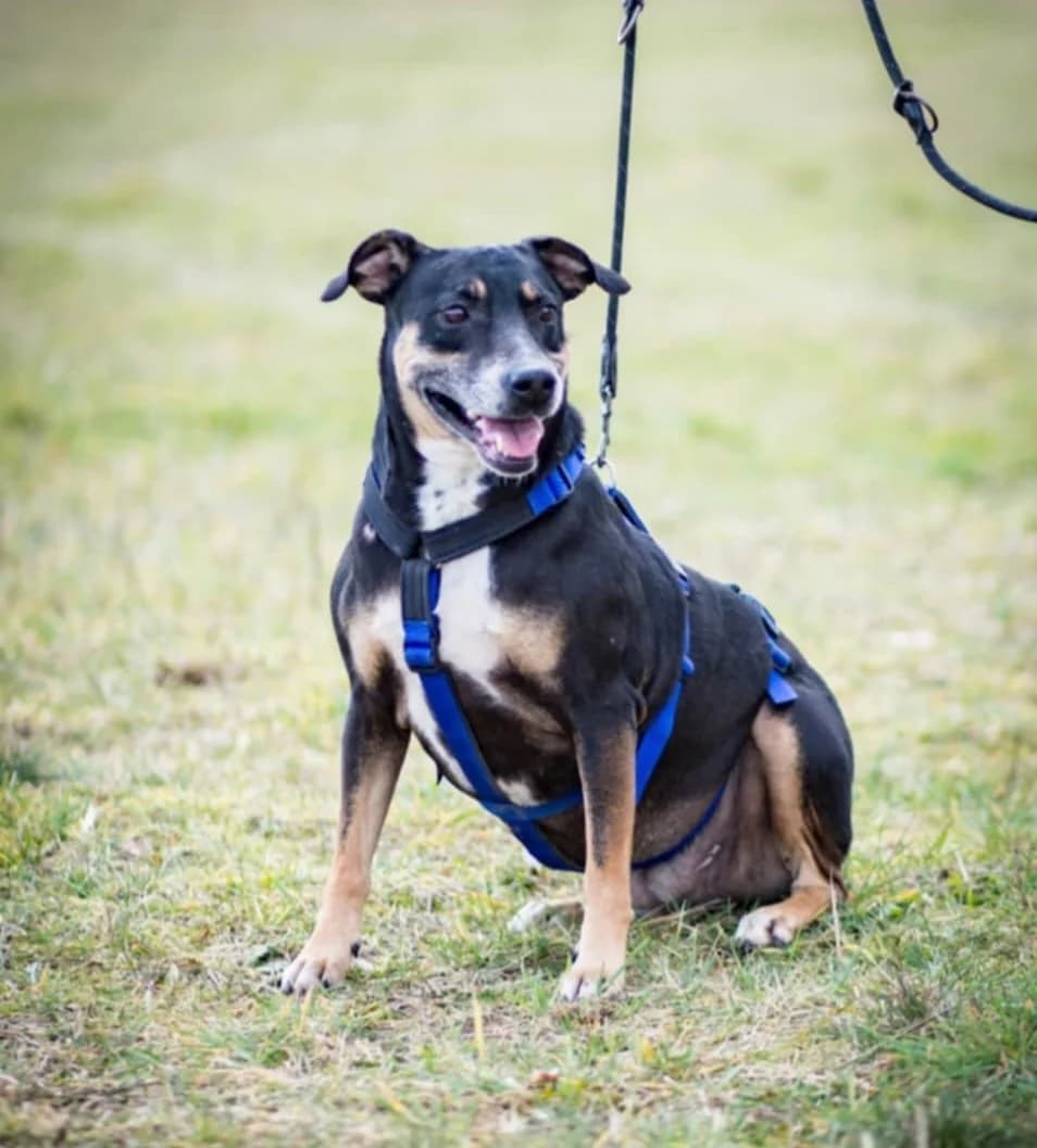 Milly – ohne Motivation ist keine Option, male senior Mixed Breed for adoption at Tierheim Schkortitz, Grimma
