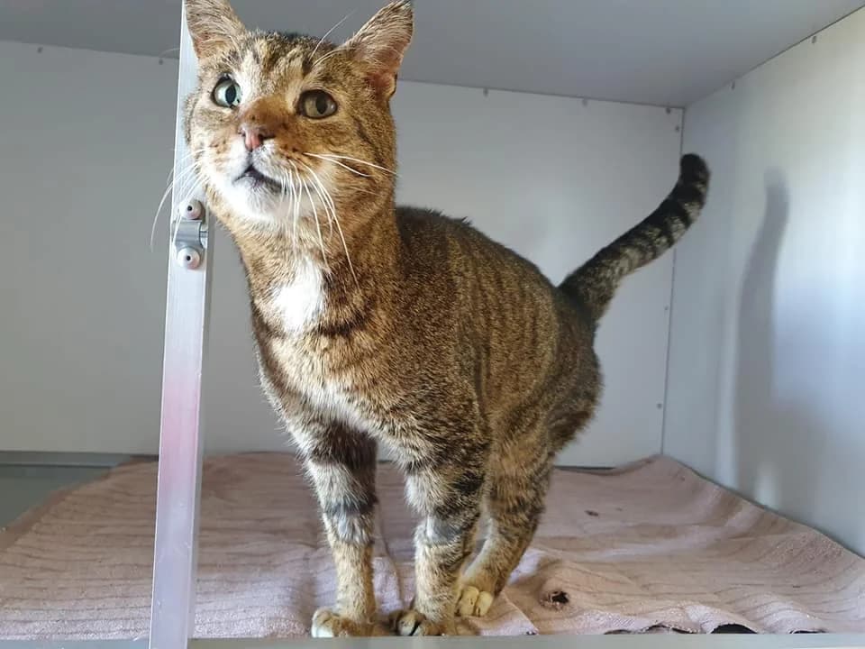 Karl Dall, Mixed Breed (Tierheim Schkortitz)
