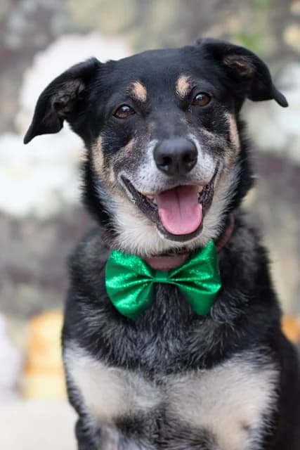 Benji, Mixed Breed (Tierheim Schkortitz)