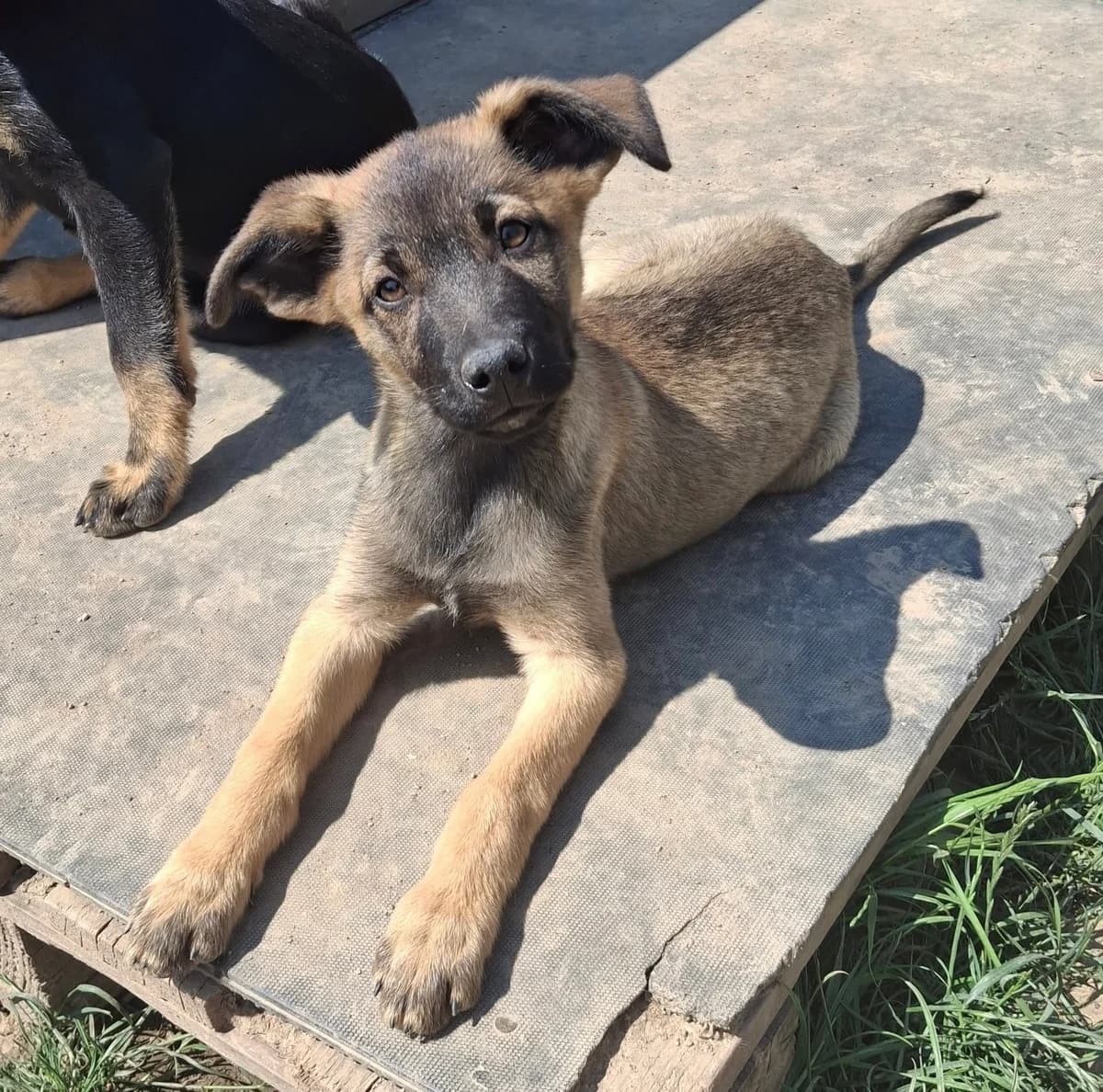Amaretto, Mixed Breed (Tierheim Schkortitz)