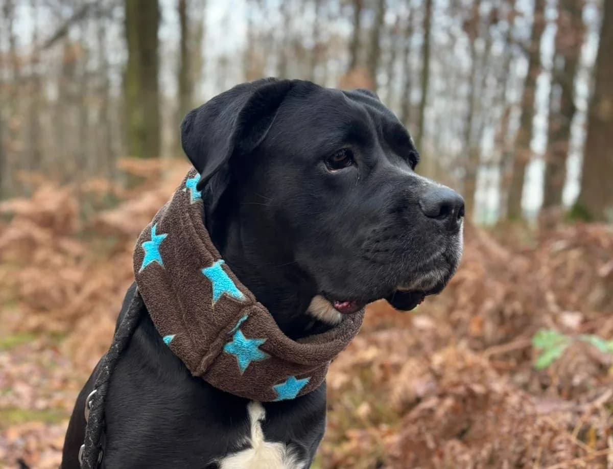 Uschi, Mixed Breed (Tierheim Schkortitz)