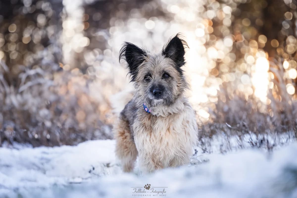 Cairn Terriermix Bella, male Mixed Breed for adoption at Tierheim Schkortitz, Grimma