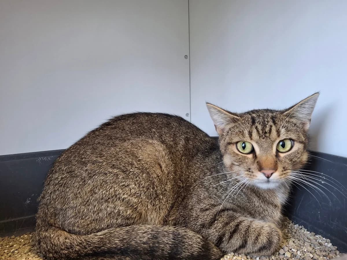 Stitch, Mixed Breed (Tierheim Schkortitz)