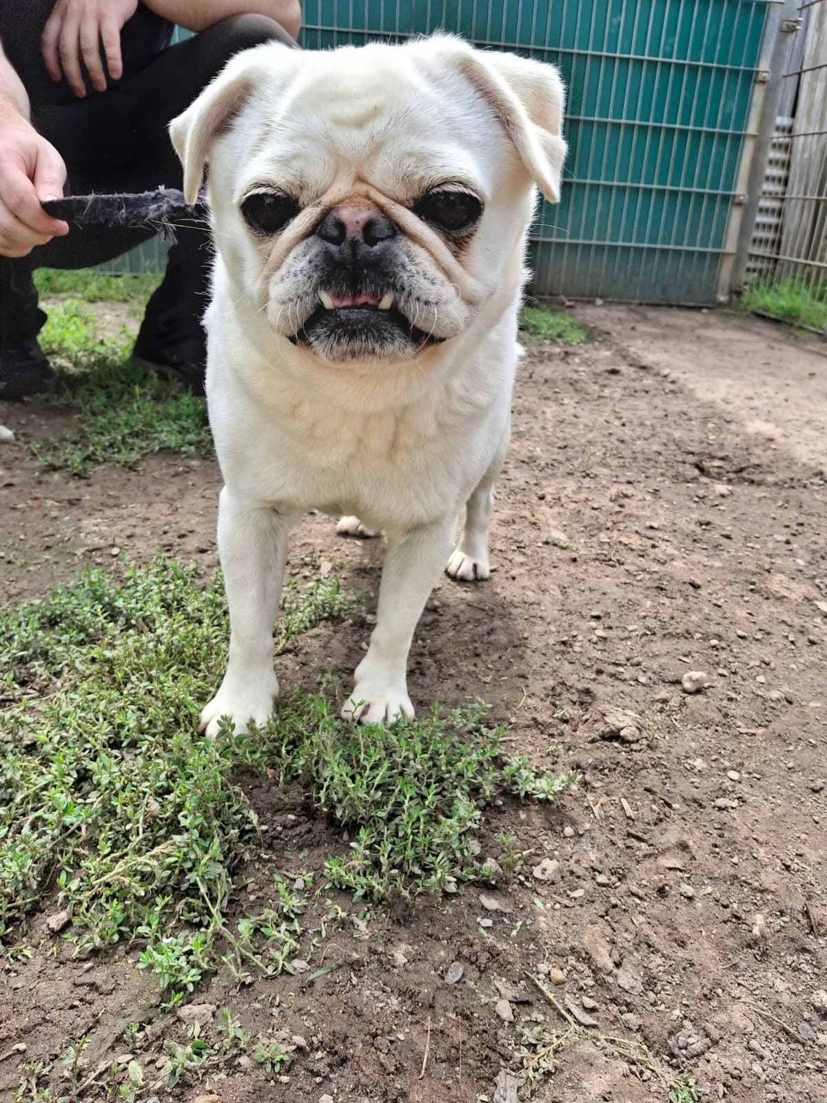 Tittus – Mopsfidel mit Knautschzone, Mixed Breed (Tierheim Schkortitz)