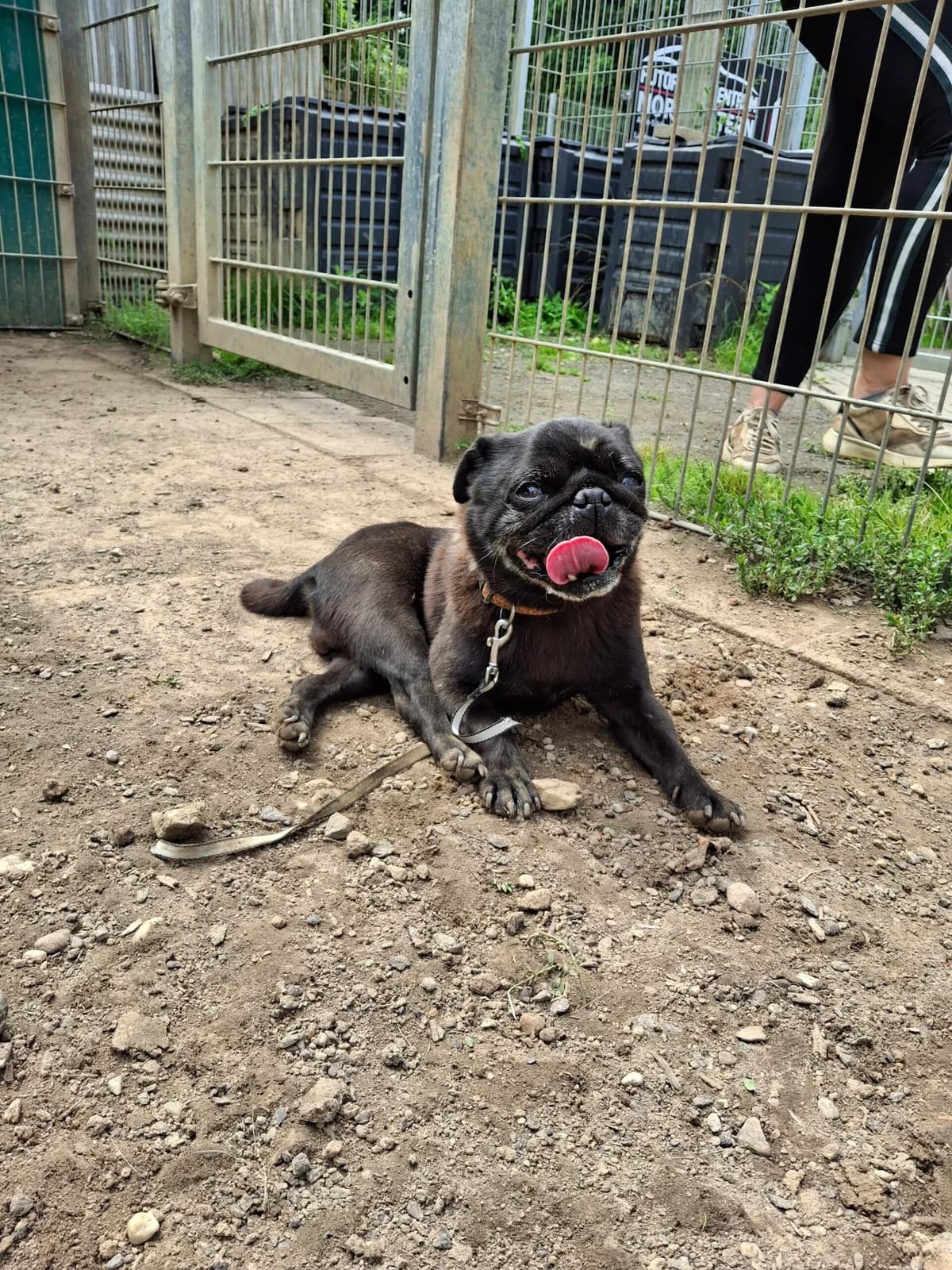 Twister – Haltestelle gesucht, weiss  mixed breed for adoption at Tierheim Schkortitz, Grimma