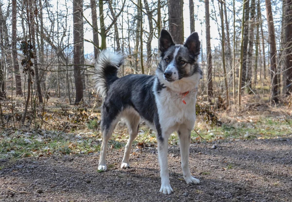 Torra – ab hier bitte Lächeln,  Mixed Breed for adoption at Tierheim Schkortitz, Grimma