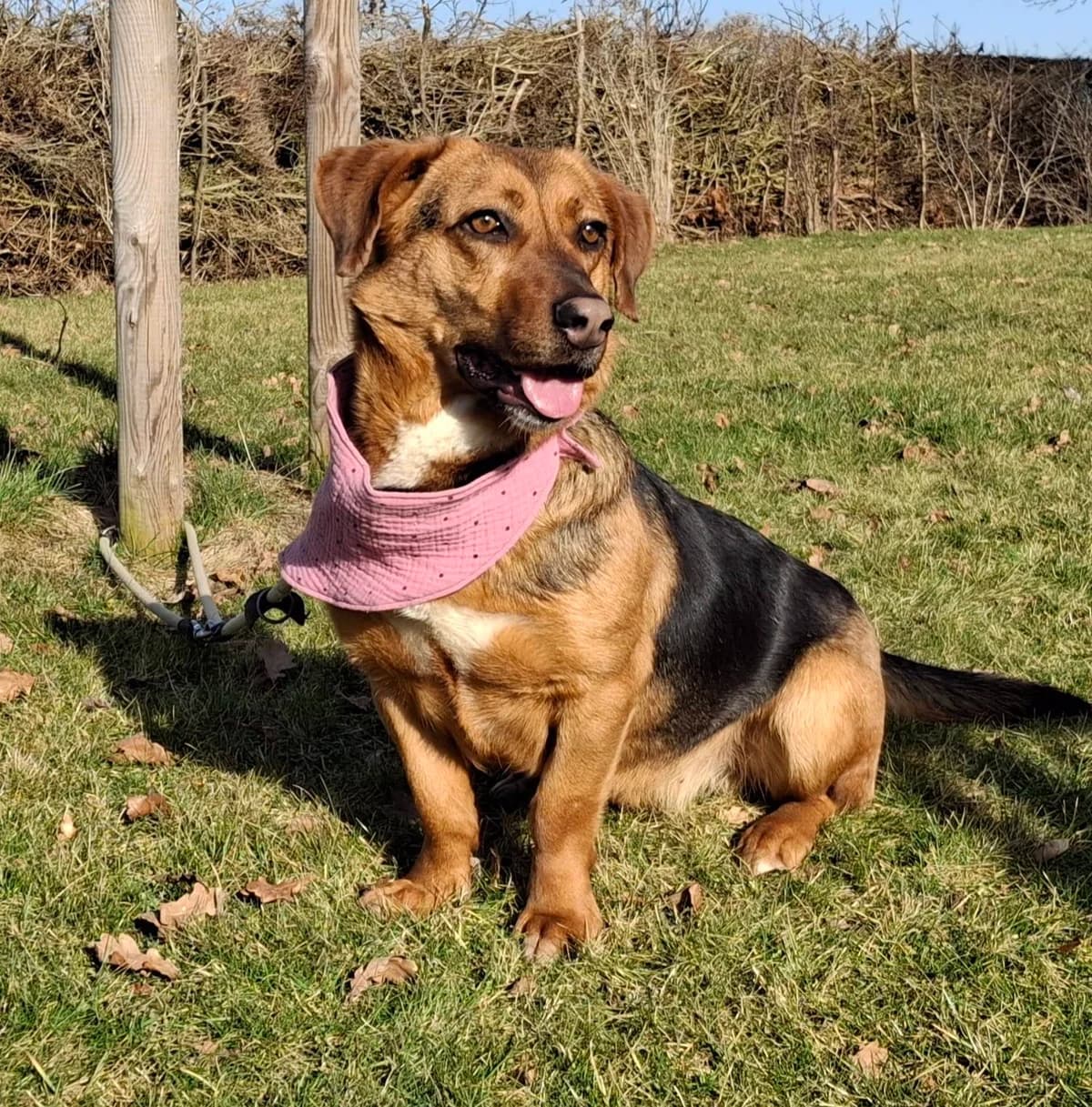 Farina – Schokonasen Kontaktanzeige, male Mixed Breed for adoption at Tierheim Schkortitz, Grimma
