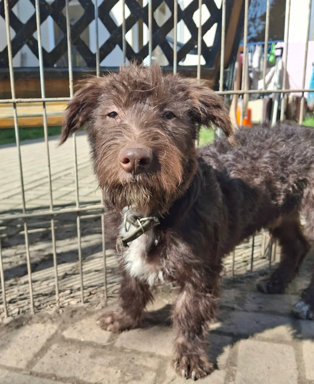 Barbarossa – kleiner Krieger sucht Friedenstaube,  Mixed Breed for adoption at Tierheim Schkortitz, Grimma