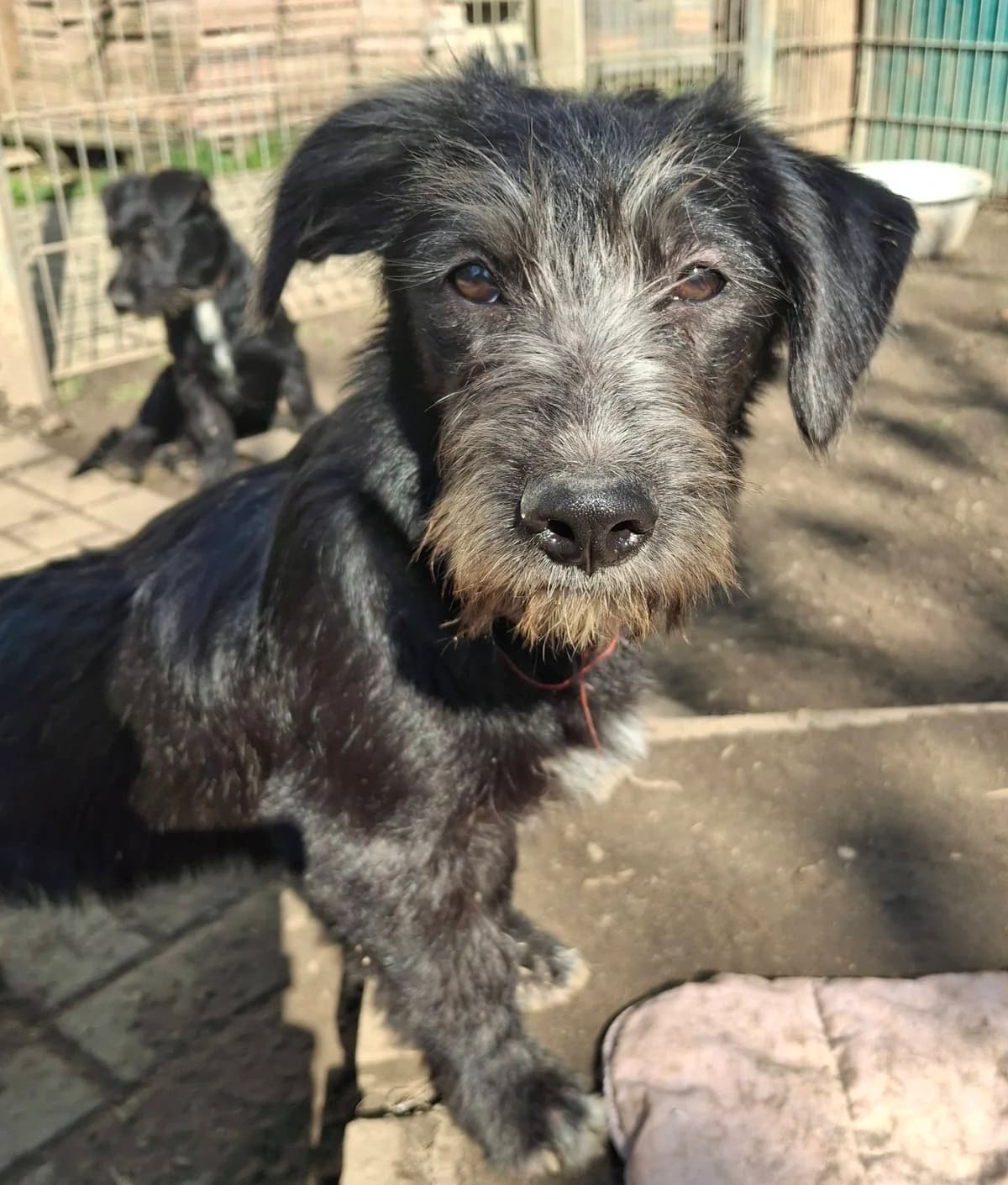 Butz – BibaButzelmann,  Mixed Breed for adoption at Tierheim Schkortitz, Grimma