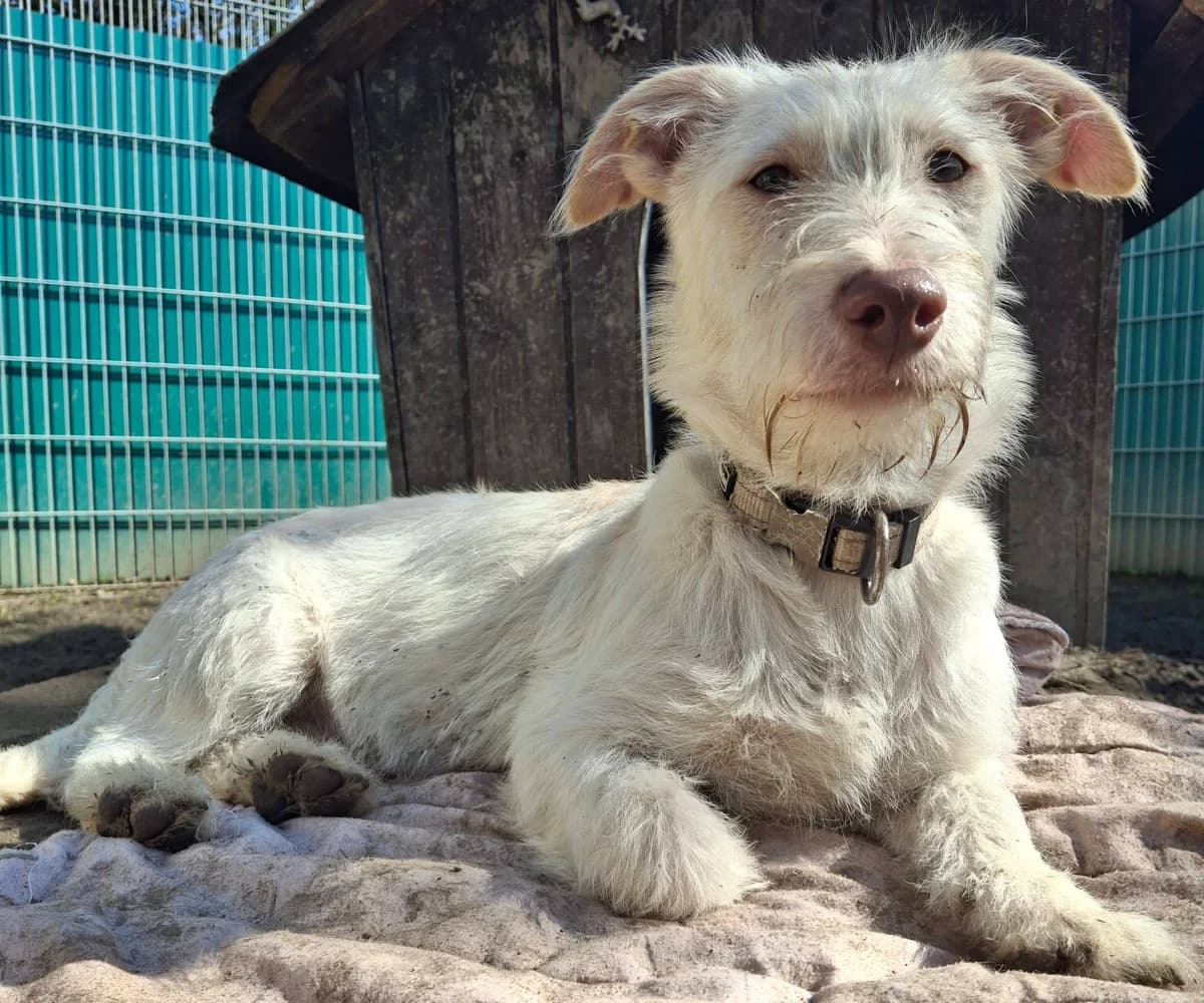 Blini – Fellball sucht Nachhilfelehrer,  Mixed Breed for adoption at Tierheim Schkortitz, Grimma