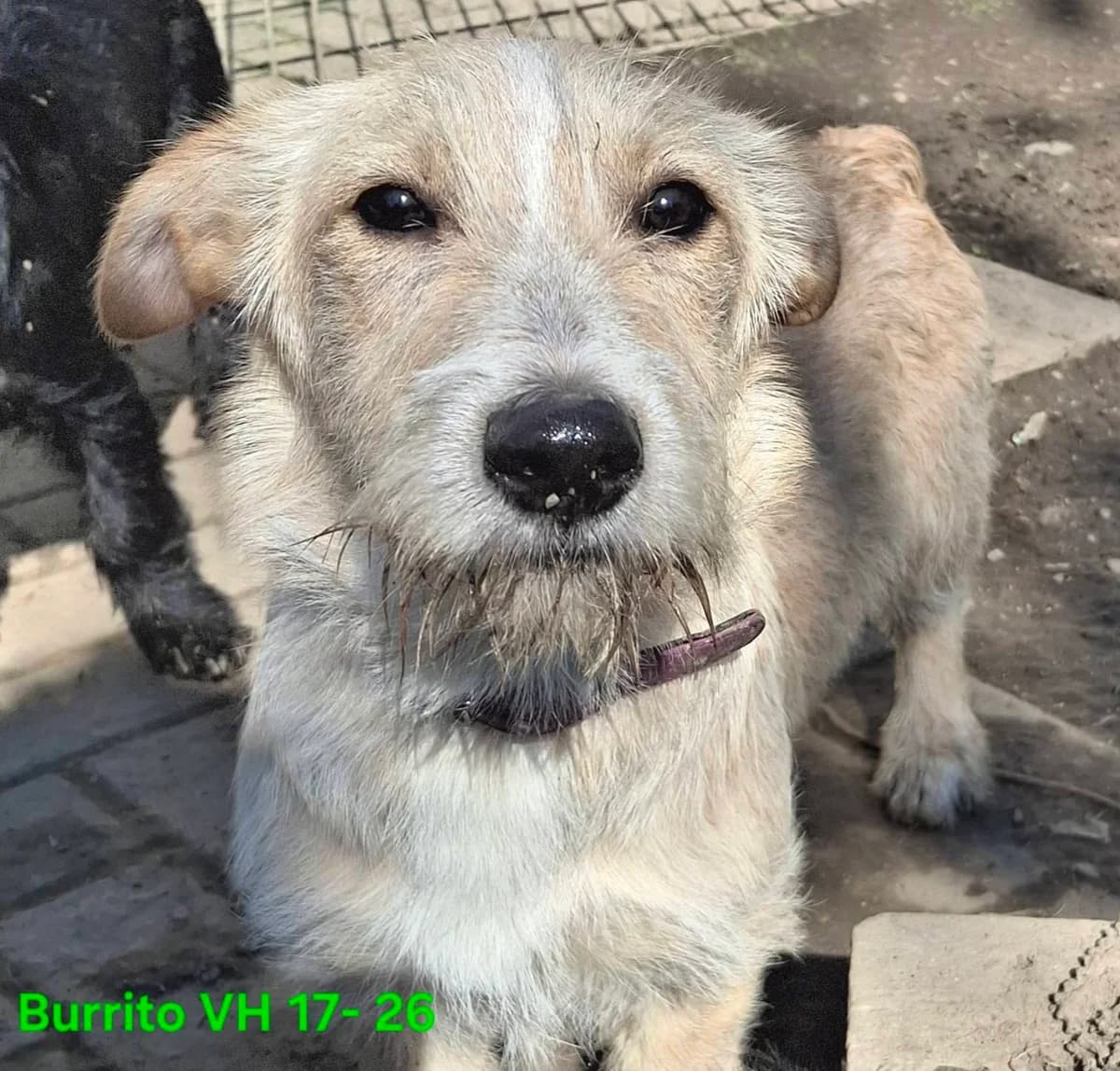 Burrito – Fusselrolle mit Inhalt,  Mixed Breed for adoption at Tierheim Schkortitz, Grimma