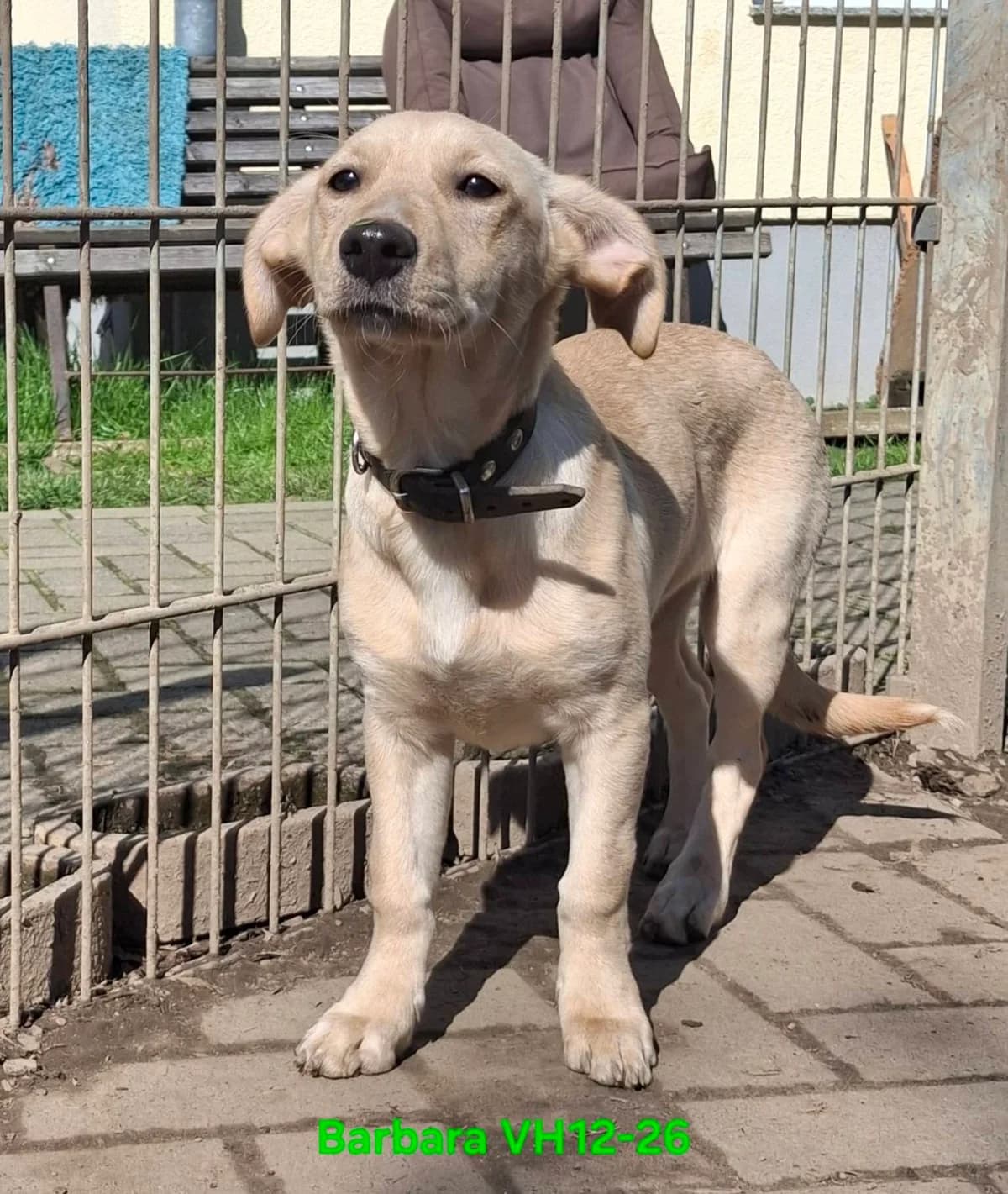 Barbara – anschmiegsame Cremeschnute, female Mixed Breed for adoption at Tierheim Schkortitz, Grimma