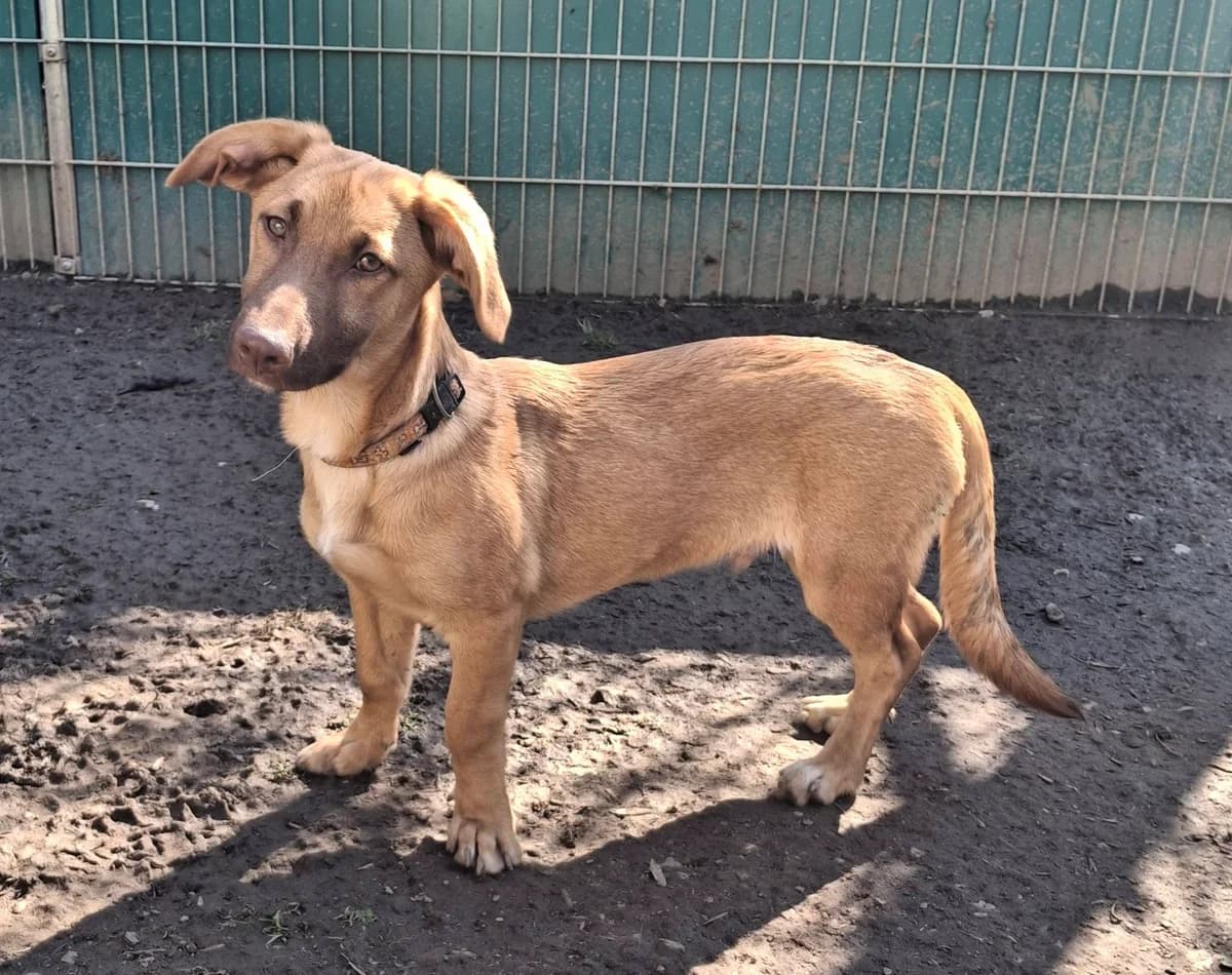 Brezel – Braunbär sucht Höhle,  Mixed Breed for adoption at Tierheim Schkortitz, Grimma