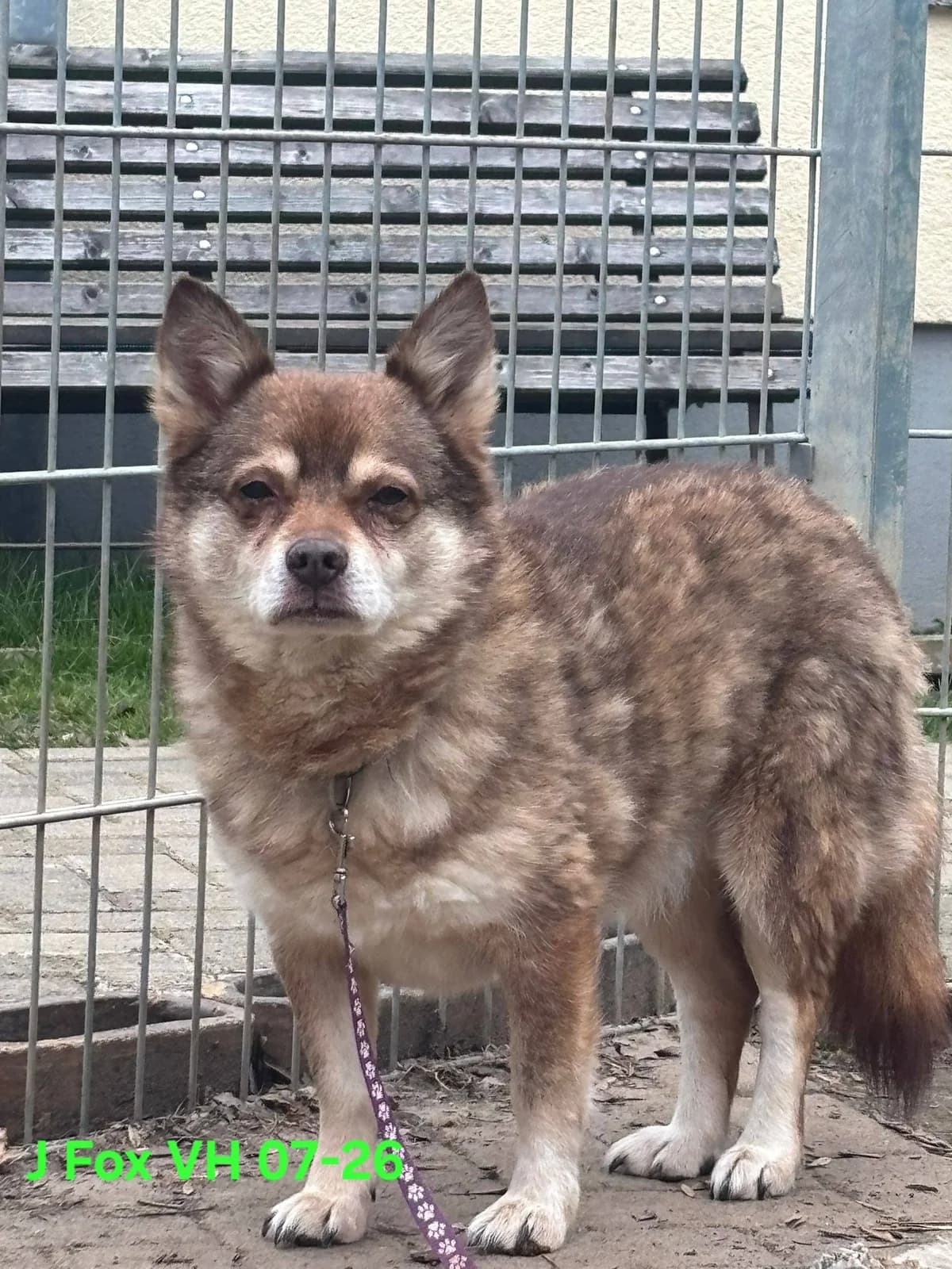 J Fox-Anouk – Miniaturakita sucht Fellfans,  Akita for adoption at Tierheim Schkortitz, Grimma