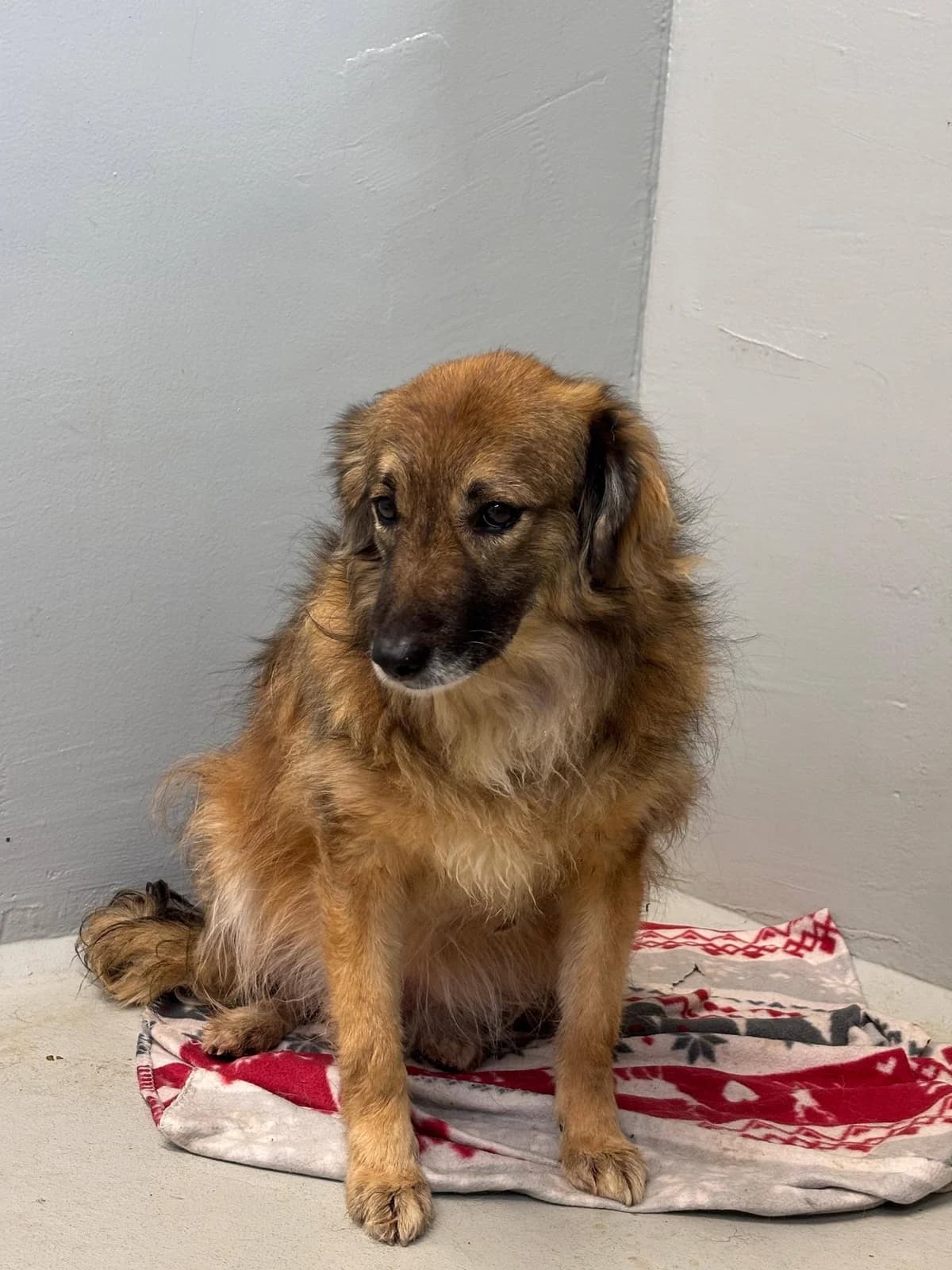 Balalaika – Kontrolle ist gut, Vertrauen ist besser, male Mixed Breed for adoption at Tierheim Schkortitz, Grimma