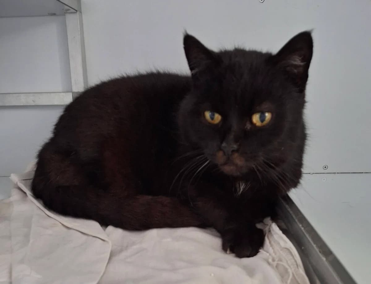 Jojo – Kuschelkater sucht Kuschelplatz,  Mixed Breed for adoption at Tierheim Schkortitz, Grimma