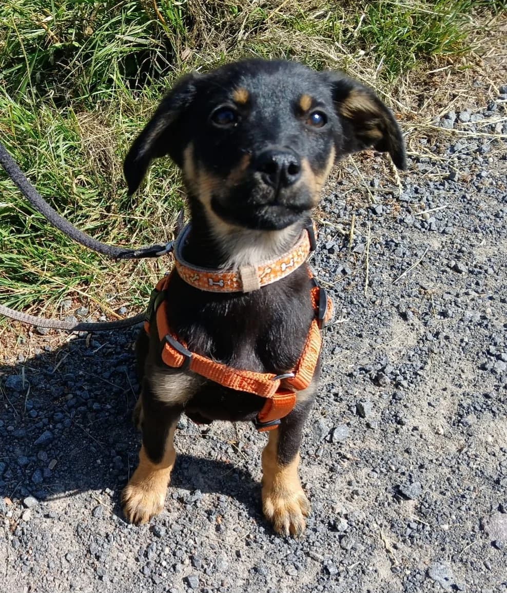 Arrak, Mixed Breed (Tierheim Schkortitz)