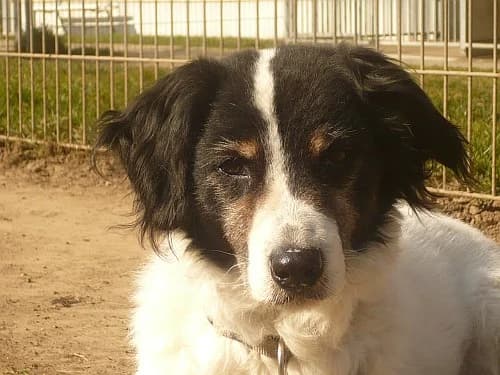 Molly, male 5yo Mixed Breed for adoption at Tierheim Schkortitz, Grimma
