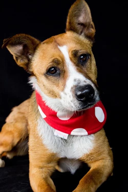 Lolita, male senior Mixed Breed for adoption at Tierheim Schkortitz, Grimma