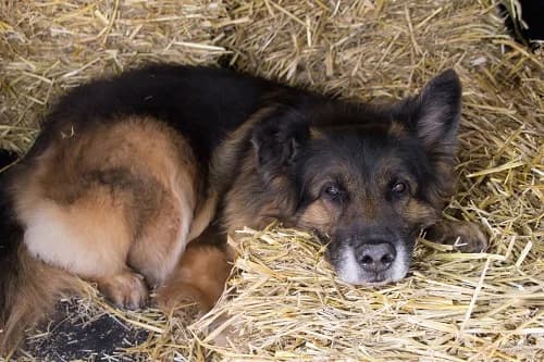 Kora, female Mixed Breed for adoption at Tierheim Schkortitz, Grimma