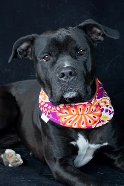 Püppi, male puppy Mixed Breed for adoption at Tierheim Schkortitz, Grimma