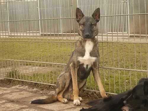 Zed, female senior Mixed Breed for adoption at Tierheim Schkortitz, Grimma