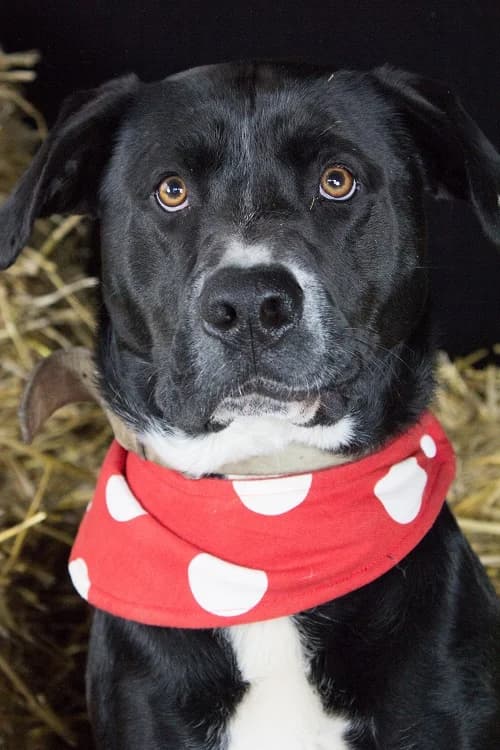 Knollo, female senior Mixed Breed for adoption at Tierheim Schkortitz, Grimma