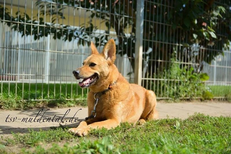 Lucky sucht erfahrene Halter, weiss male senior Mixed Breed for adoption at Tierheim Schkortitz, Grimma