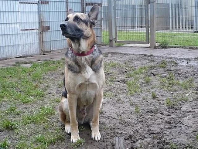 Chandro, male Mixed Breed for adoption at Tierheim Schkortitz, Grimma