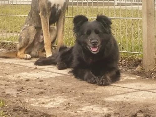 Kelly, female senior Mixed Breed for adoption at Tierheim Schkortitz, Grimma