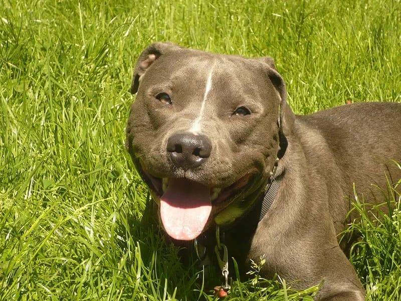 Boris, Mixed Breed (Tierheim Schkortitz)