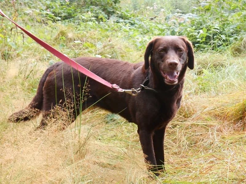 Amy, Mixed Breed (Tierheim Schkortitz)