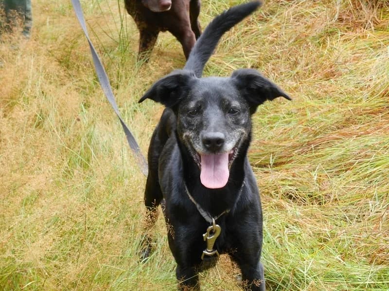 Bonita, Mixed Breed (Tierheim Schkortitz)