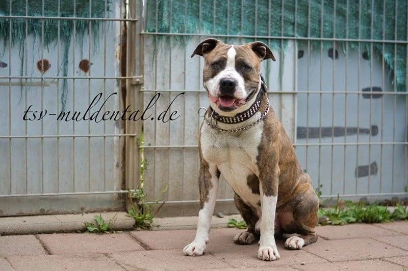 BamBam, Mixed Breed (Tierheim Schkortitz)