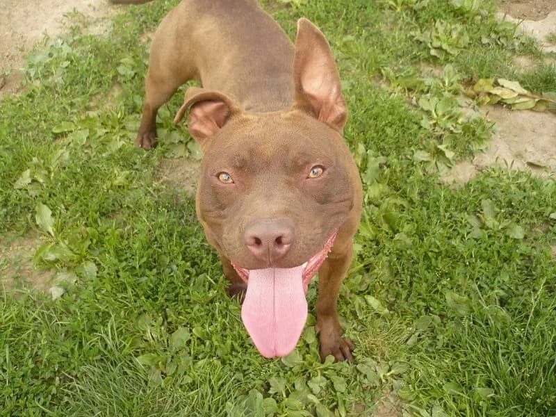 Carlos, Mixed Breed (Tierheim Schkortitz)