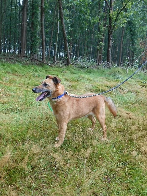 Quinn ist ein Knallbonbon, male senior Mixed Breed for adoption at Tierheim Schkortitz, Grimma