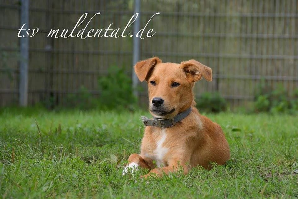 Claudia, Mixed Breed (Tierheim Schkortitz)