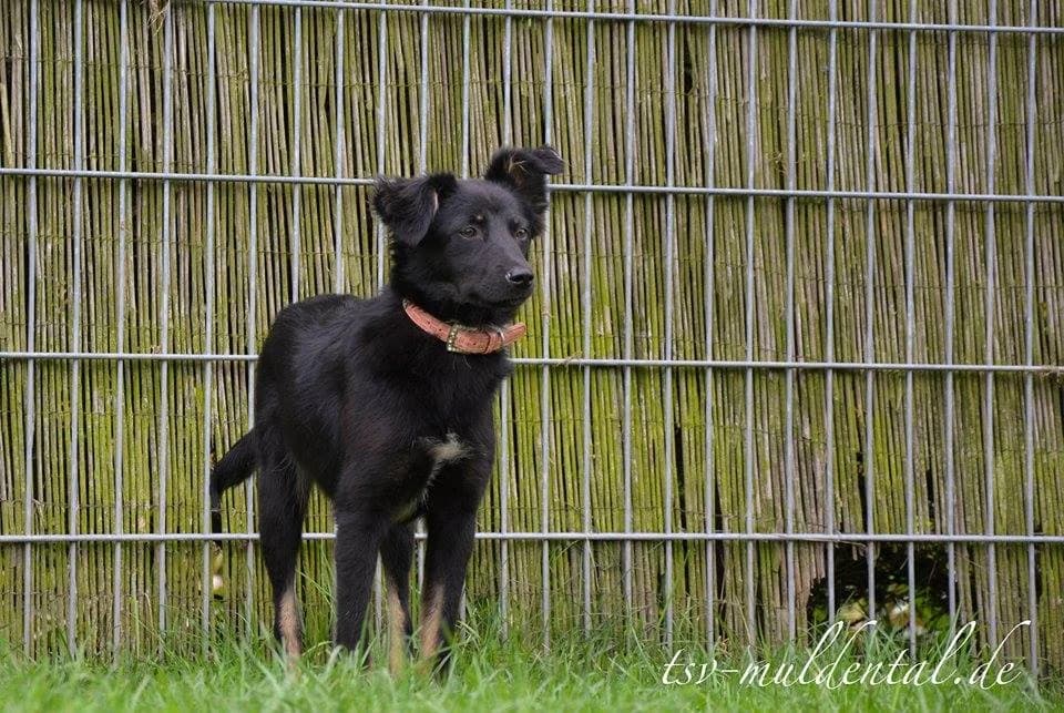 Clementine, Mixed Breed (Tierheim Schkortitz)