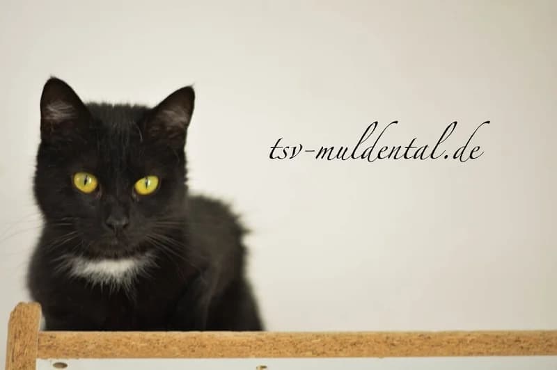 Curro, male Mixed Breed for adoption at Adoptamics