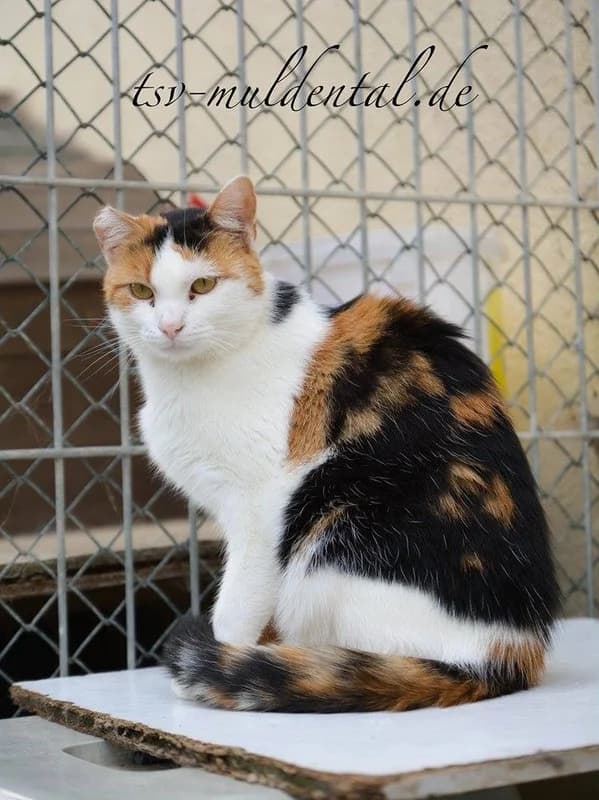 Niebla, female 6yo Mixed Breed for adoption at Adoptamics