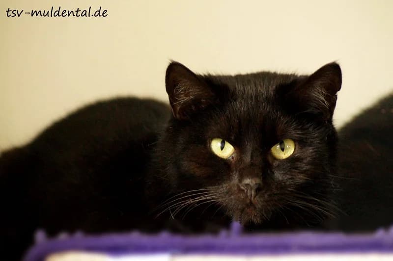 Elia sucht vertrauensvolle Zweibeiner, female senior mixed breed for adoption at Tierheim Schkortitz, Grimma