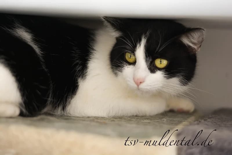 Susi, Mixed Breed (Tierheim Schkortitz)