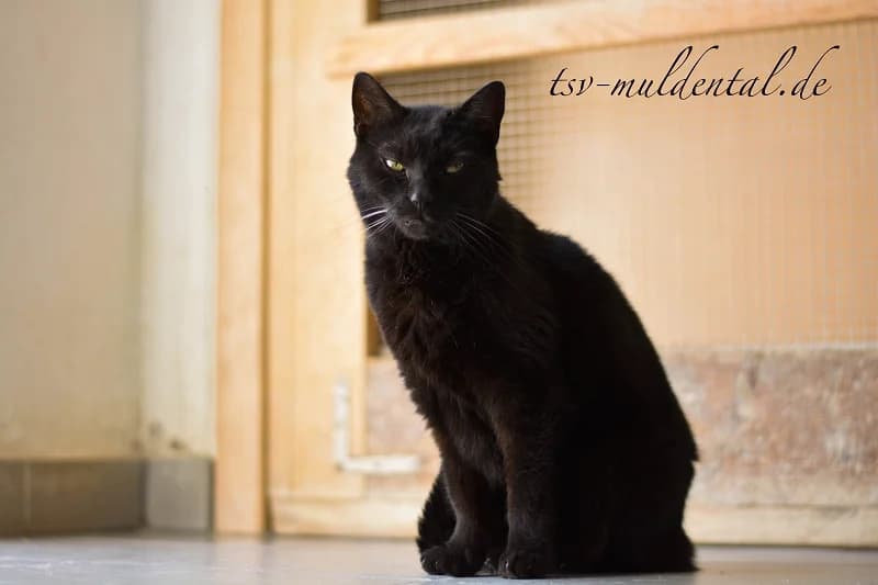Katrin, Mixed Breed (Tierheim Schkortitz)