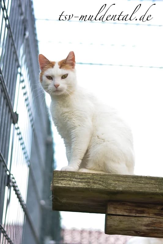 Timothey, Mixed Breed (Tierheim Schkortitz)
