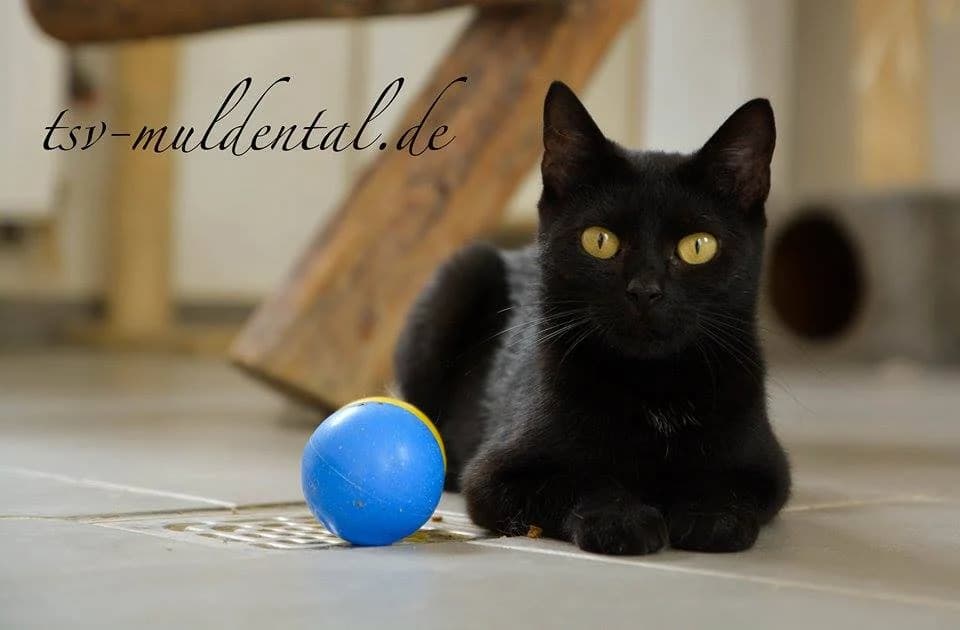 Minerva, Mixed Breed (Tierheim Schkortitz)