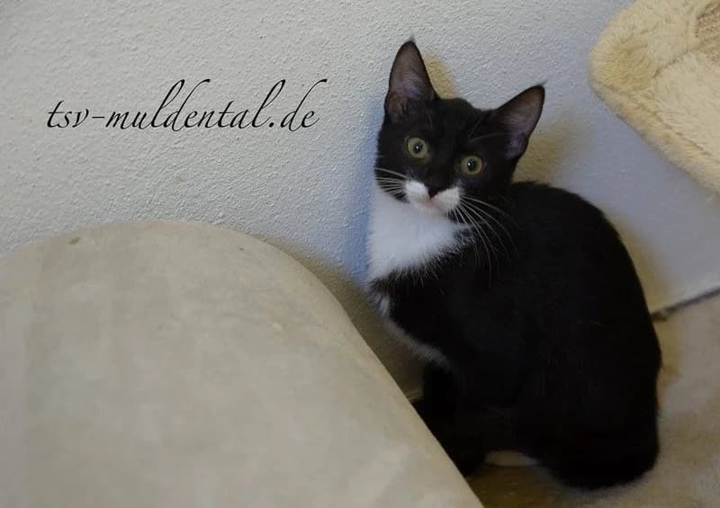 Katerchen 56-15, Mixed Breed (Tierheim Schkortitz)
