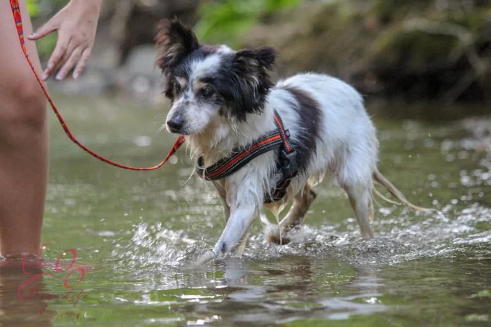 Sunny, Mixed Breed (Tierheim Schkortitz)