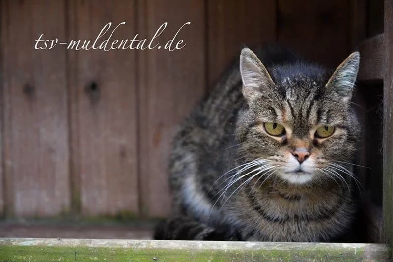 Sarah, Mixed Breed (Tierheim Schkortitz)