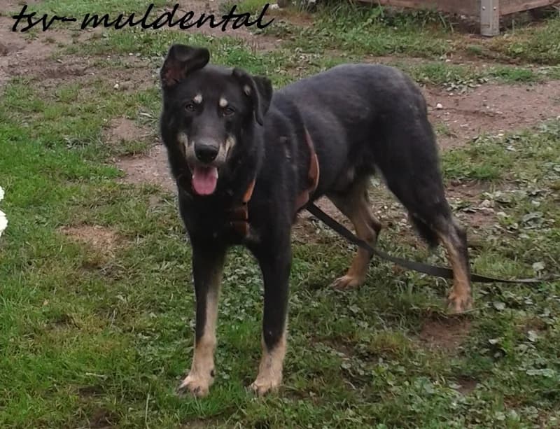 Tjerek, Mixed Breed (Tierheim Schkortitz)